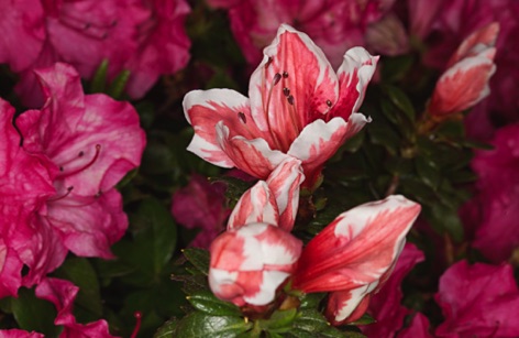 Azalea